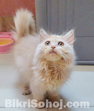 Urgent traditional persian female kitten sell